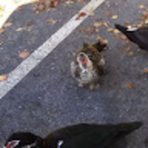 Meet your Posher, Ronald